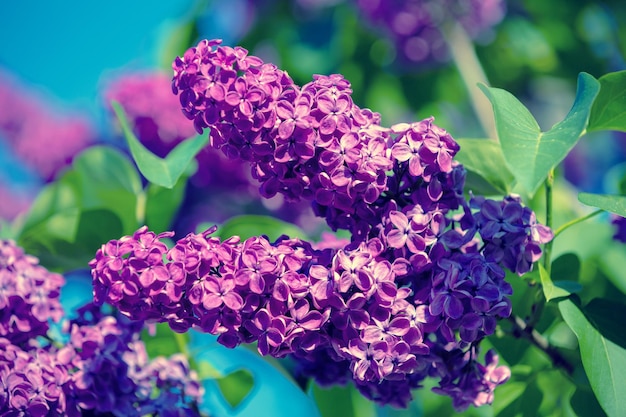 Branche lilas contre le ciel dans le jardin