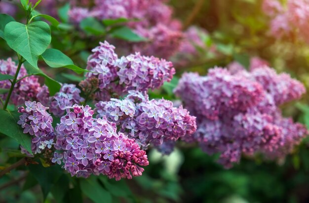 Branche de lilas dans la rue en mai