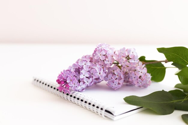 Branche de lilas fleur plate lay close up avec note papier sur fond pastel blanc copie espace haut vi