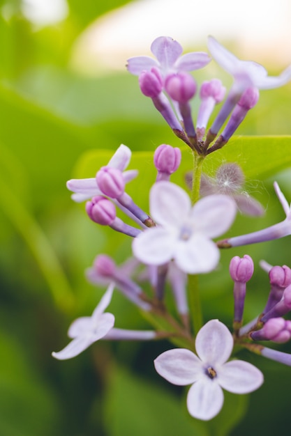 Une branche de lilas en fleurs sur fond de feuilles vertes