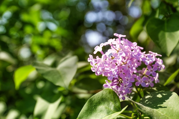 Branche de lilas en fleurs sur fond flou