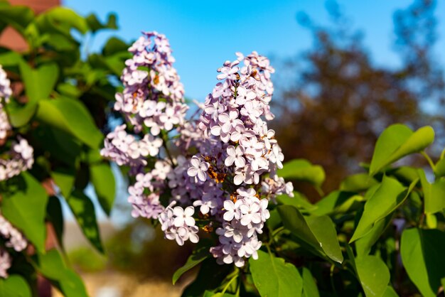 La branche d'un lilas en fleurs