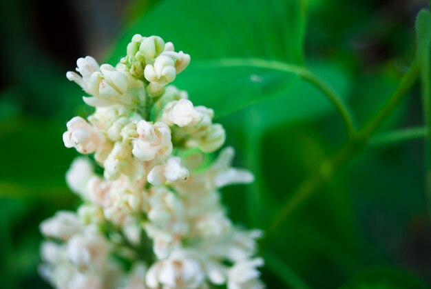 Branche de lilas en fleurs