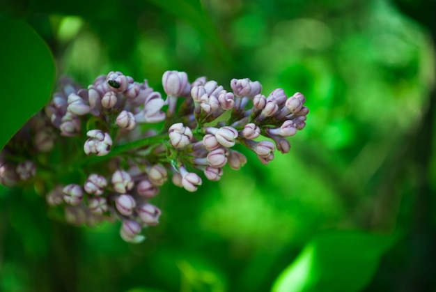 Branche de lilas en fleurs