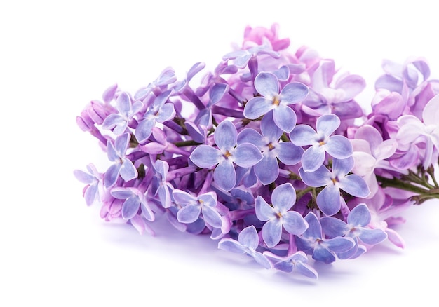 Branche lilas sur fond blanc