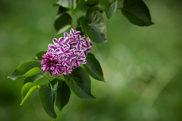 Branche de lilas sur fond d'herbe verte Mise au point sélective