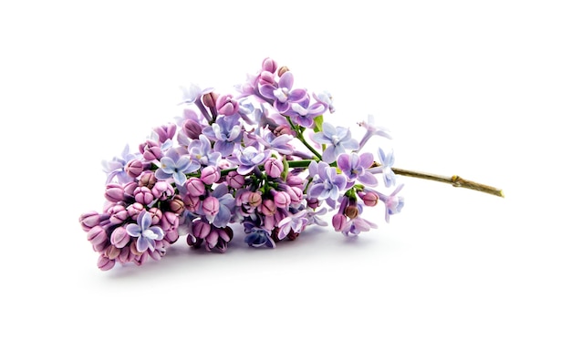 Branche de lilas isolé sur fond blanc