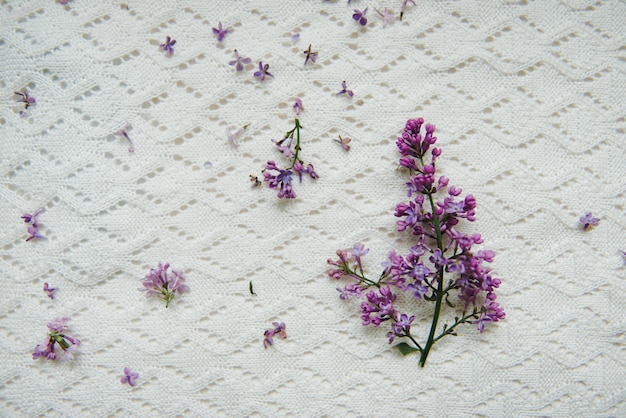 Branche lilas sur un tapis blanc. Couvre-lit en tricot, printemps,