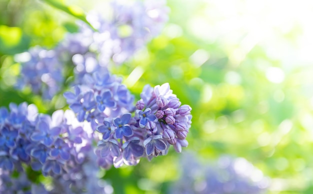 Branche de lilas violet ensoleillé sur fond de feuillage vert flou Floraison printanière Soft focus