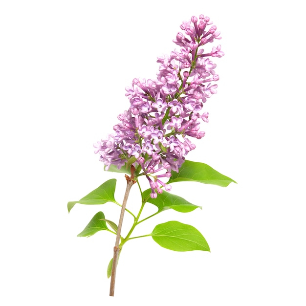 Branche de lilas violet isolé sur fond blanc