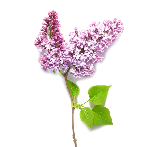 Branche de lilas violet isolé sur fond blanc