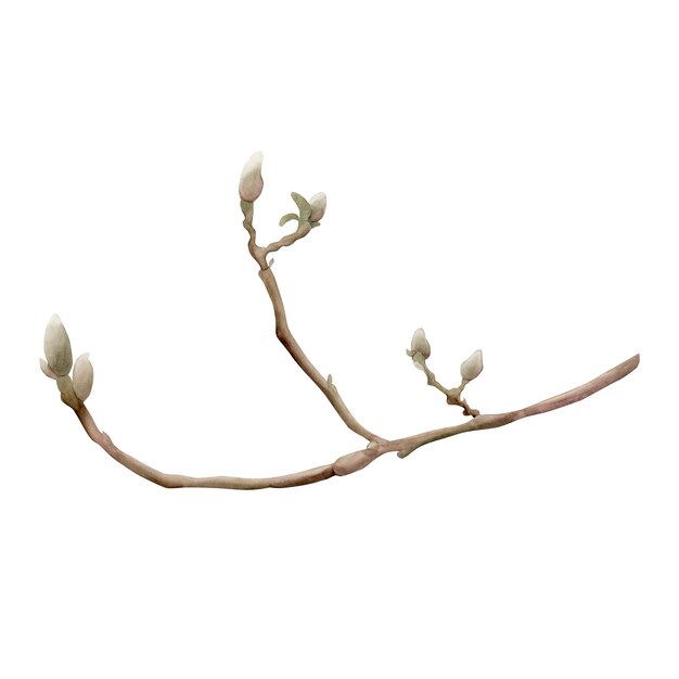 Branche de magnolia Branche de printemps avec des bourgeons Illustration à l'aquarelle florale peinte à la main isolée