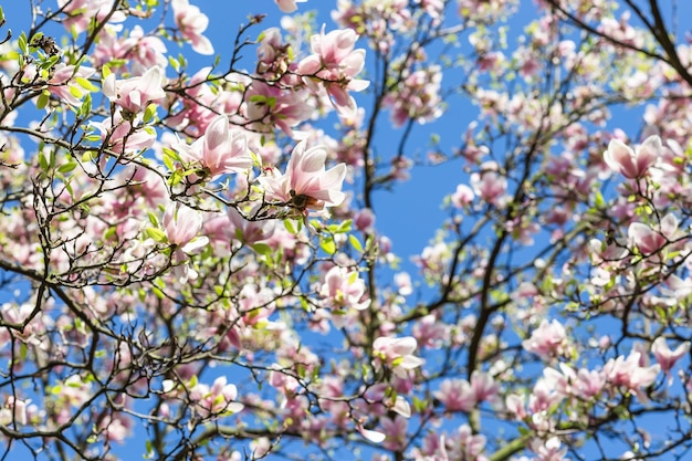 Branche de magnolia en fleurs contre le ciel bleu Concept de printemps Mise au point sélective