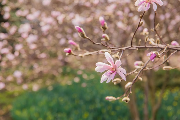 Branche de magnolia avec des fleurs roses au premier plan avec un fond vert