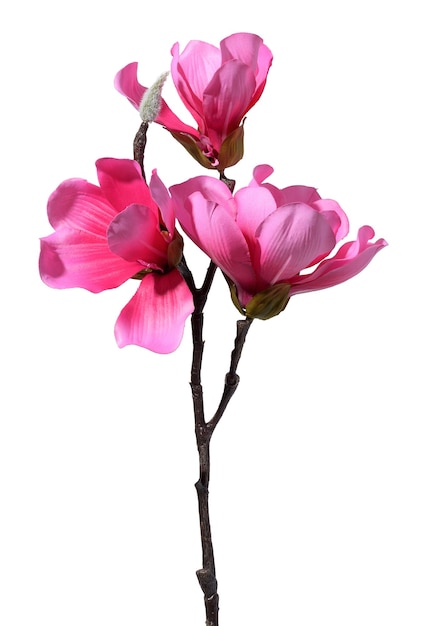 Branche de magnolia avec des fleurs roses sur une matière textile de fond blanc