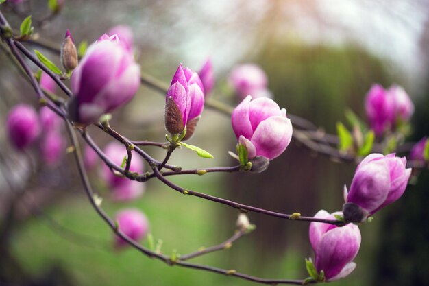 Branche d'un magnolia en fleurs