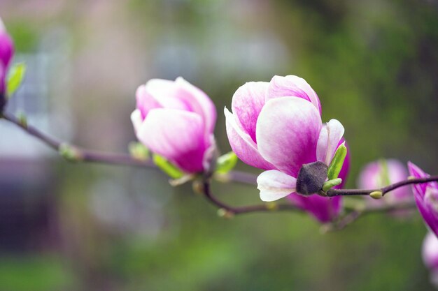 Branche d'un magnolia en fleurs