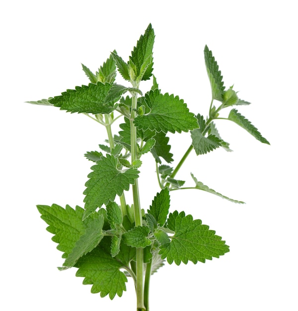 Branche de mélisse isolé sur fond blanc Usine de mélisse Feuille verte fraîche Menthe Chemin de détourage