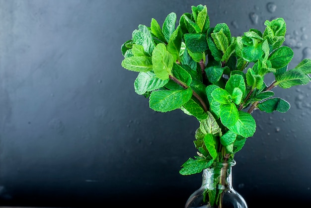 Photo branche menthe en bouteille sur fond noir