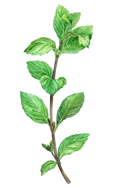 Branche de menthe fraîche sur fond blanc Illustration botanique à l'aquarelle Ingrédient tisane