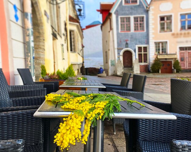 La branche de mimosa fleurit sur la table du café de la rue par une journée ensoleillée dans la vieille ville de Tallinn