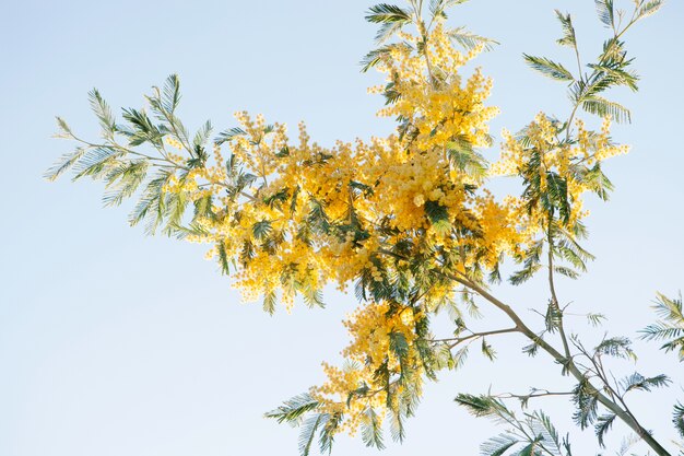 Branche de mimosa à fleurs jaunes