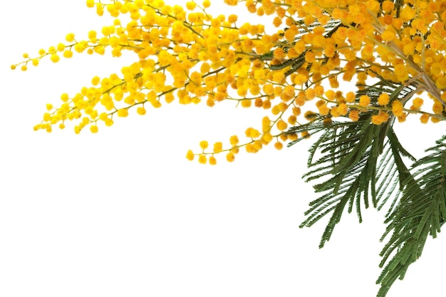 branche d'un mimosa sur fond blanc