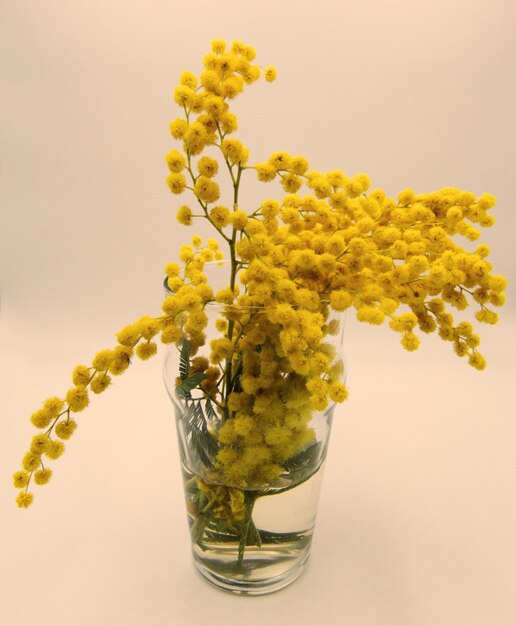 Photo branche de mimose sur un fond clair