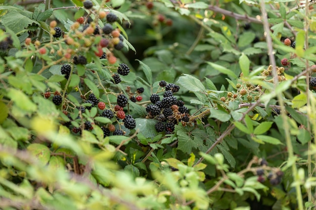 Sur la branche mûrissent les baies ronce Rubus fruticosus dans la nature