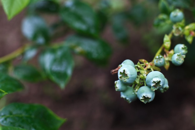 La branche de myrtille non mûre dans le jardin avec espace de copie