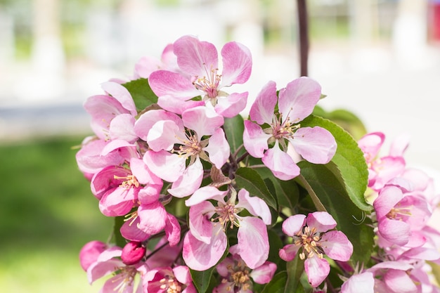 Branche naturelle de fleurs de pêcher au printemps