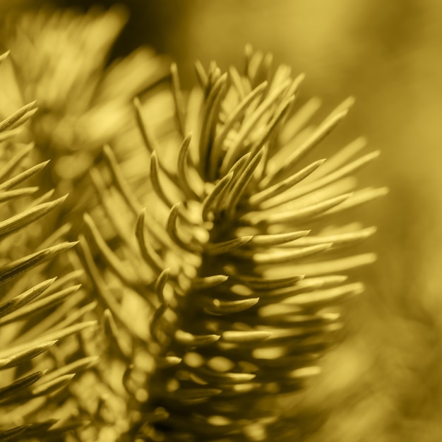 Branche naturelle de pin de Noël avec des aiguilles soft focus sélectif sur le bokeh flou au premier plan