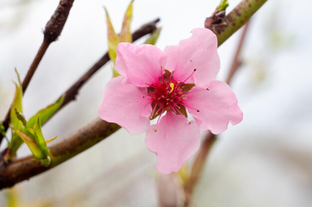 Branche de nectarinier dans le verger de printemps