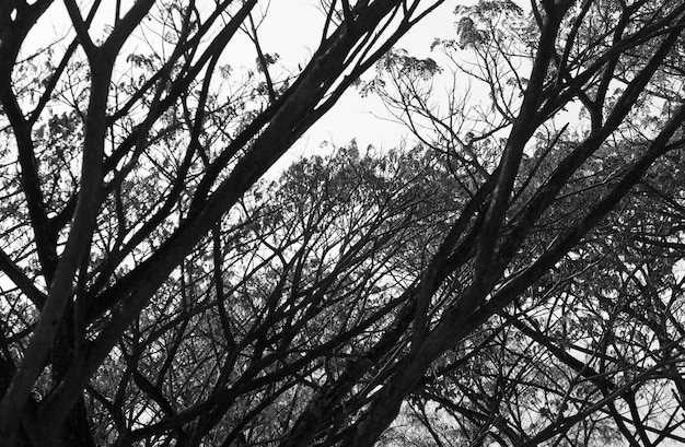 Branche noire et blanche de silhouette de feuillage d'arbres contre le ciel.