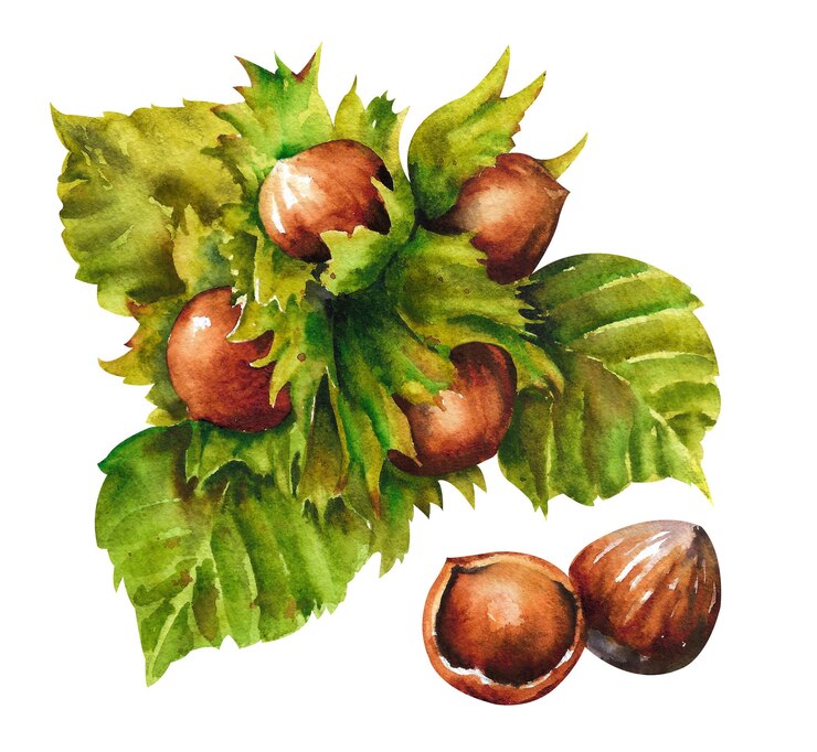 Branche de noisette aquarelle avec noisettes et feuilles vertes