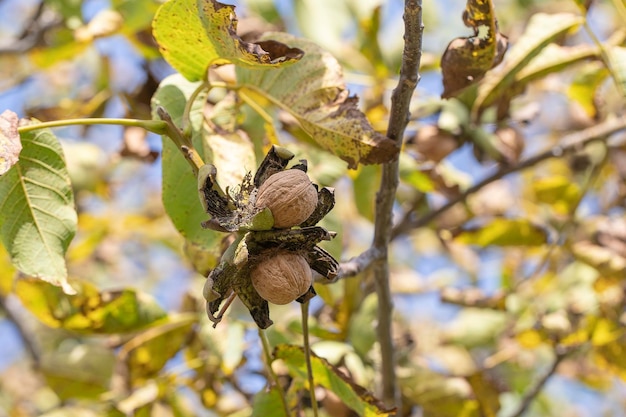 Branche de noix ouvertes mûres sur l'arbre dans le jardin