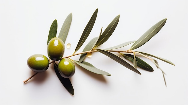 branche d'olive avec une goutte d'huile sur un fond blanc
