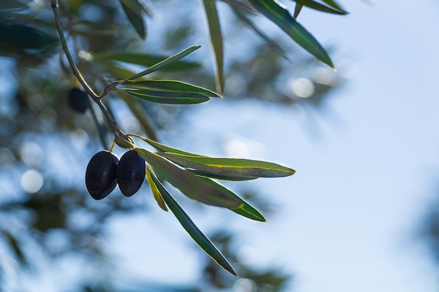 Branche d'olivier avec deux olives au premier plan sur fond flou et beaucoup d'espace de copie