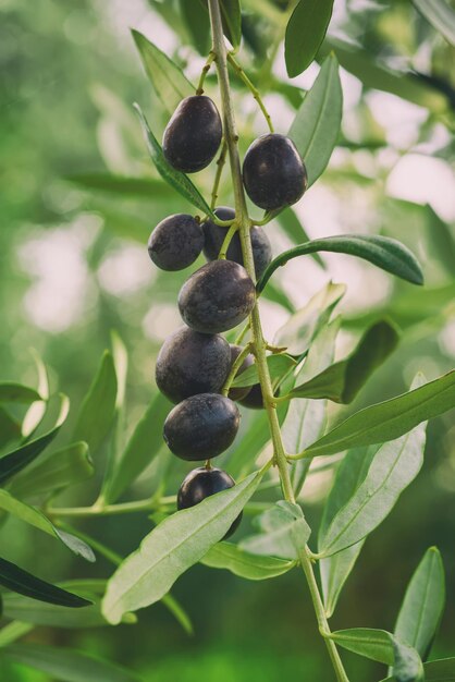 Branche d'olivier avec des fruits et des feuilles, fond de hipster vintage de nourriture agricole naturelle