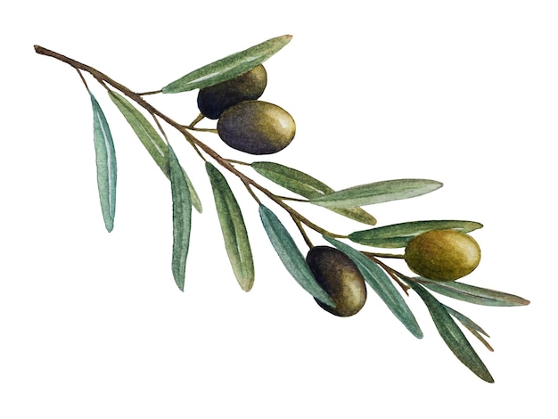 Branche d'Olivier avec illustration aquarelle d'olives vertes isolé sur fond blanc