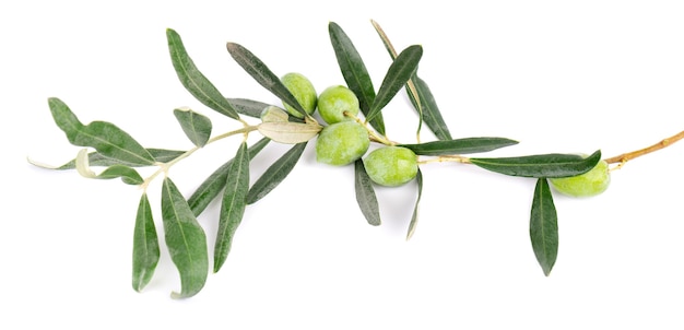 Branche d'olivier isolé sur fond blanc olives vertes avec des feuilles