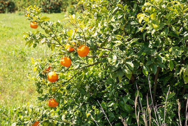 Branche d'oranger avec des oranges dans le jardin