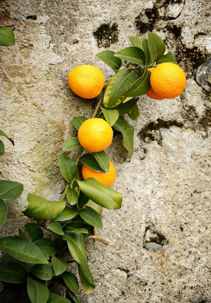 Branche d'oranges contre un mur de béton