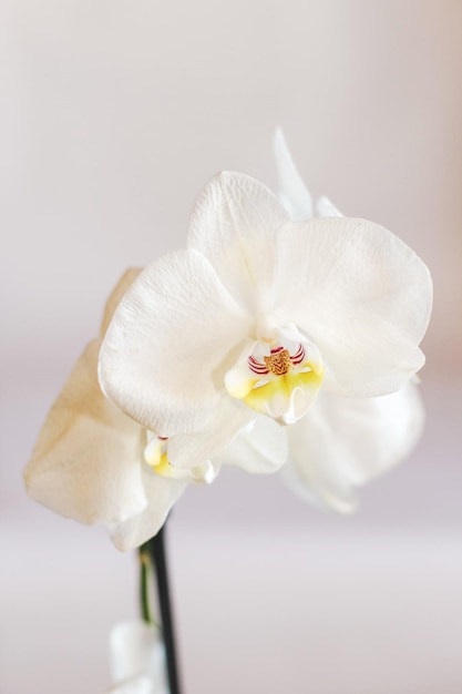 Branche d'orchidée blanche en fleurs gros plan phalaenopsis