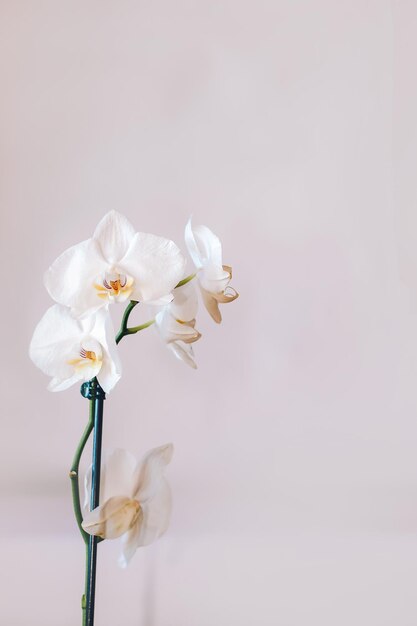 Branche d'orchidée blanche en fleurs gros plan phalaenopsis