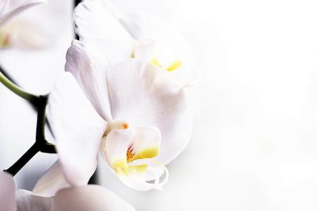 Branche d'orchidée blanche en fleurs gros plan phalaenopsis