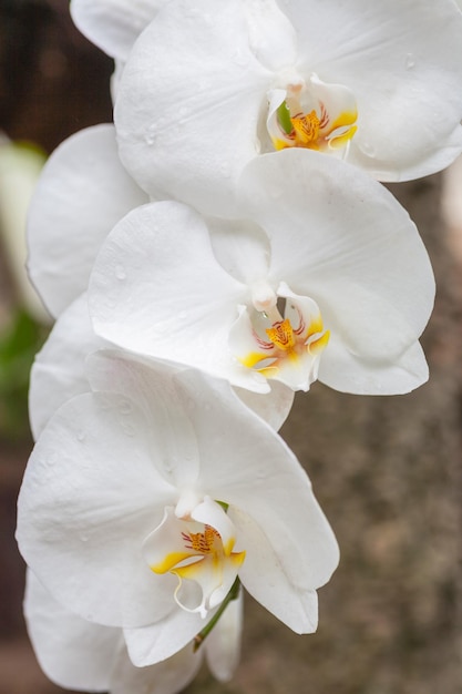 Branche d&#39;orchidée blanche