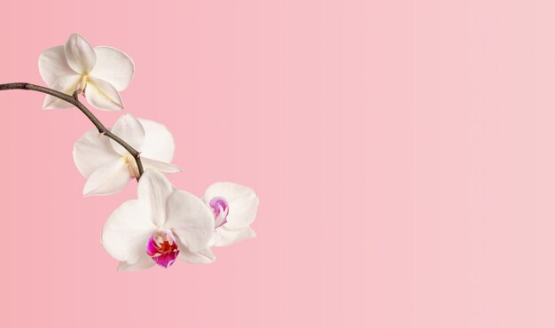 Branche d'orchidée Phalaenopsis blanche en fleurs close-up sur un fond rose avec copie espace