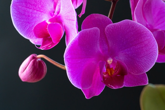 Branche d'orchidée pourpre avec pétales