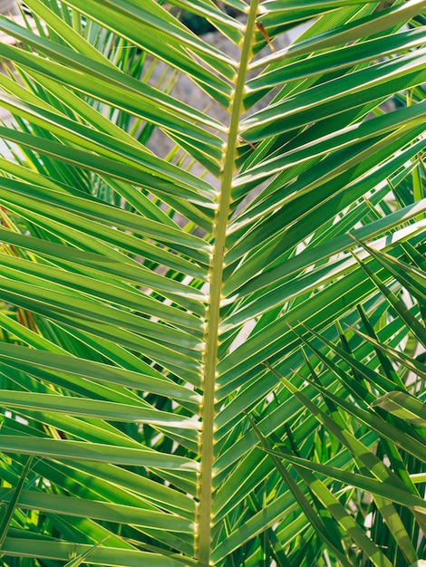 Une branche d'un palmier gros plan